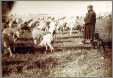 19C English Farmer with His Sheep