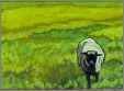 1 Ewe in Pasture