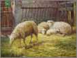 1 Lamb 3 Ewes