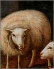 1 Lamb 4 Ewes B