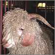 2 Angora Goats Heads