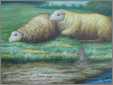 2 Cheviot Sheep Reclineing