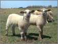 2 Cute Crossbred Lambs