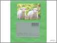 2 Ewe Lambs
