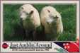 2 Ewe Lambs 1
