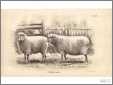 2 Ewes Lithograph