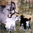 2 Lambs 2 Ewes