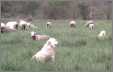 2 Polish Tatras Guard the Sheep