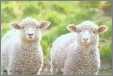 2 Young Curious Lambs