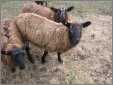 3 Black Broder Leichester Sheep