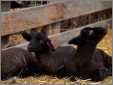 3 Black Lambs