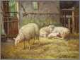 3 Ewes 1 Lamb