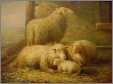 3 Ewes in Barn 1 Lamb