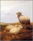 3 Ewes Ruminating