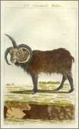 3 Horn Bufon Ram