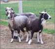 3 Jacob Ram Lambs