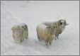 3 Rams at the End of Breeding Season