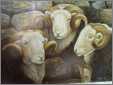 3 Rams Sheep