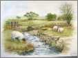 3 Sheep By a Creek