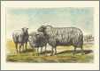 3 Sheep Etching