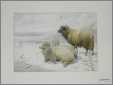 3 Sheep in Snow B