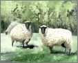 3 Sheep Wc
