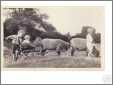 3 Small Children with Sheep Cart