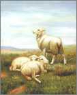3 White Lambs