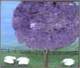 3Sheep Purple Tree