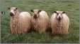 3Teeswaters Sheep