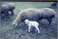 4 Ewes with One Lamb