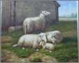 4 Generations Sheep