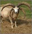 4 Horned Jacob Ram Sheep