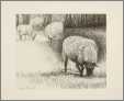 4 Sheep Grazeing 1898