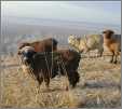 4 Sheep on a Hill in December