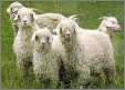 5 Angora Goats