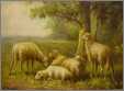 5 Ewes in Repose
