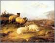 5 Highland Sheep