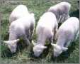 5 Lambs Grazing