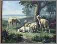 5 Sheep Resting