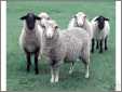 5 Sheep Watch