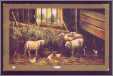 5 Standing White Ewes in a Barn