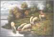 6 Sheep Drinking