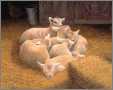 7 Lambs Sleeping