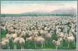 80 000 Sheep in WA