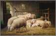 8 Sheep in a Barn