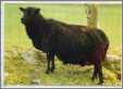 A Black Welsh Ewe