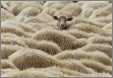 A Sheep Apart Note