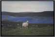 A Shetland Ewe on Her Home Range