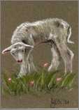 Aceo Sheep Lamb Pastel